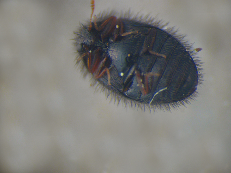 Dermestidae: Trinodes hirtus